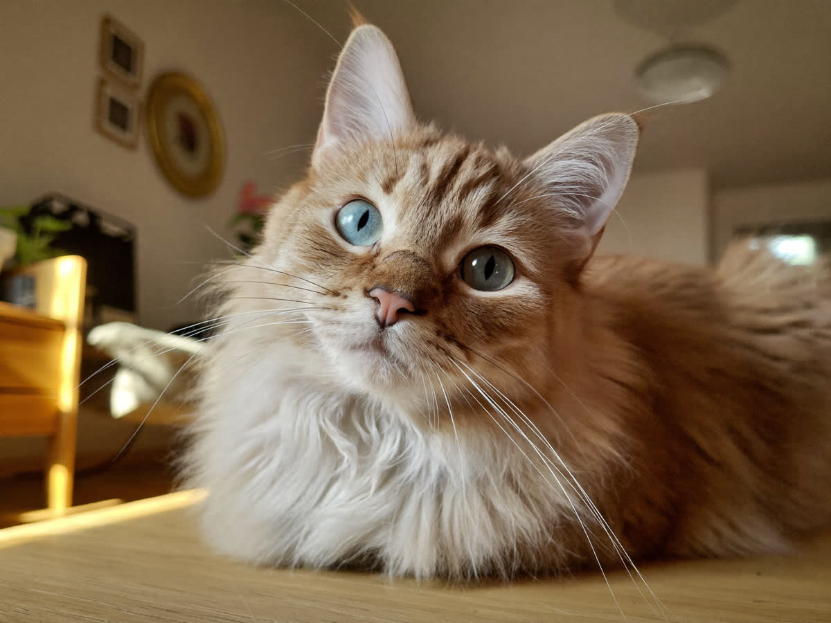 Tierportrait als Geschenk